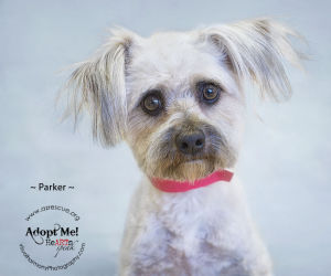 Someone to love: Parker