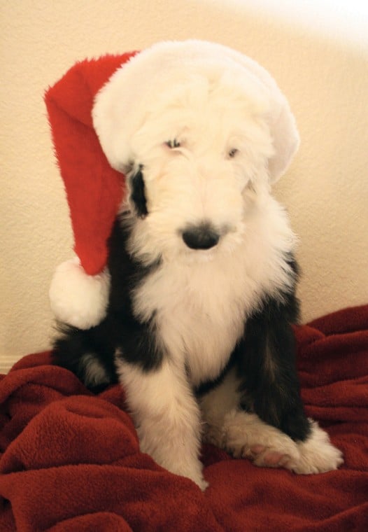 Keeping your pets happy and healthy this holiday season