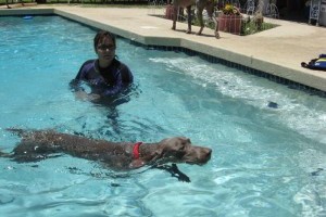 Pet swim safety