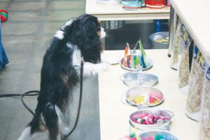 Pet Planet