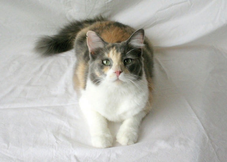 Someone to love: Patches