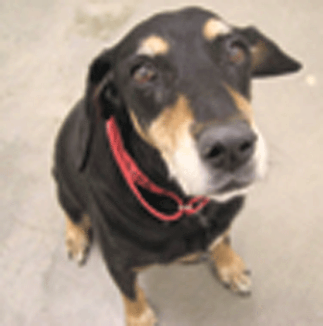 Pet of the Week (1/20) 