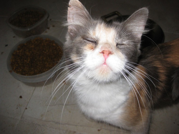 Plan for pets in case of untimely death
