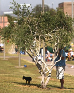 Desperately seeking shade