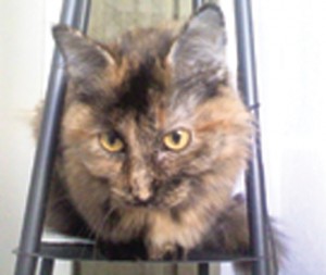 Pet of the Week (12/16) 