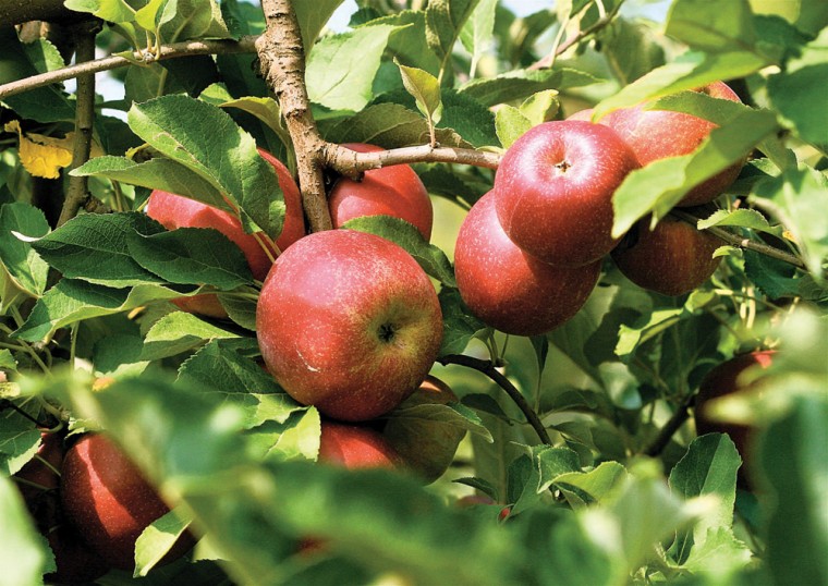 Organic apples