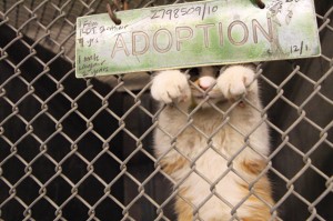 Animal euthanasia: Easy solution, difficult problem 