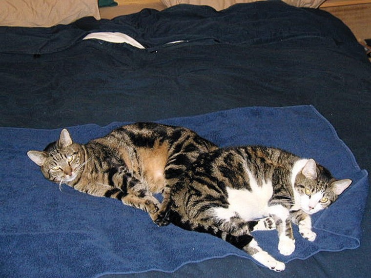 Pet of the Week: Butch and Shmutz