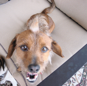 Pets of the Week (5/13) 