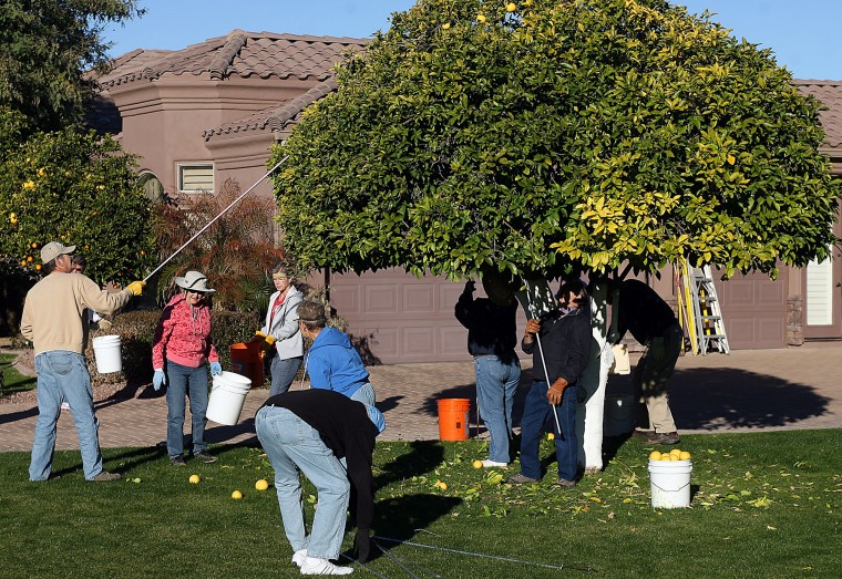 Volunteers pick citrus