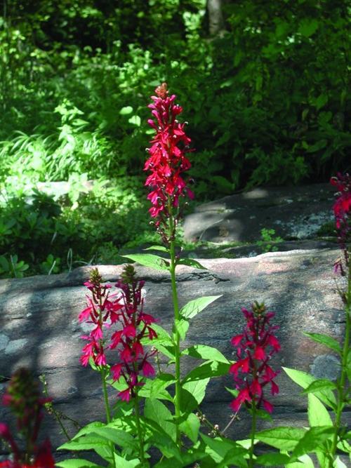 Red cardinal flower
