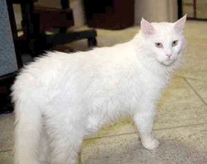 Someone to love: Taj