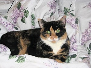Pet of the Week (2/19) 