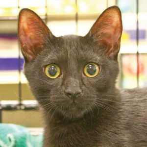 Someone to love: Pixie
