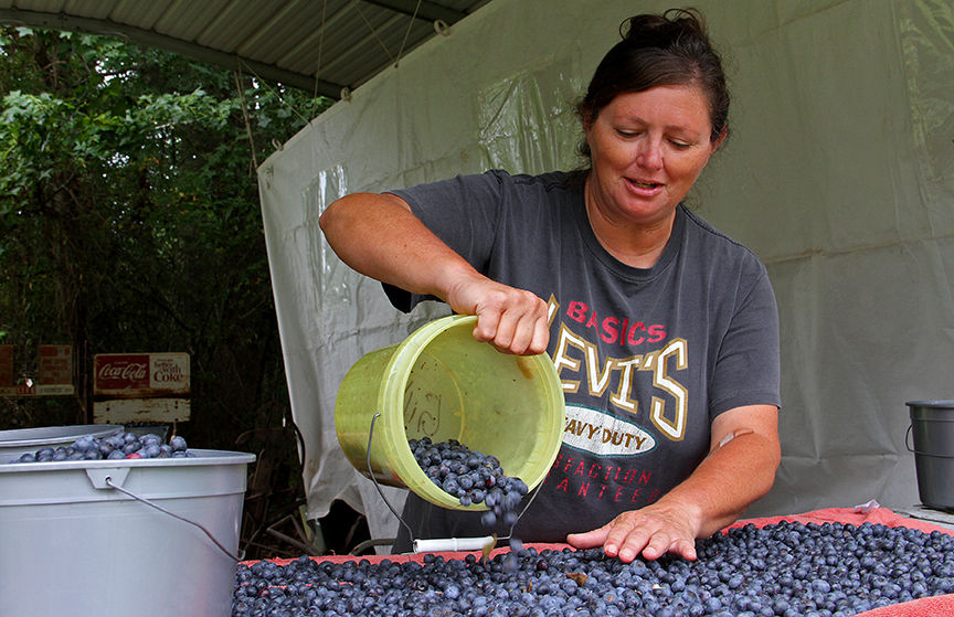 Pickin' for a cause at Jerry's Berries 1