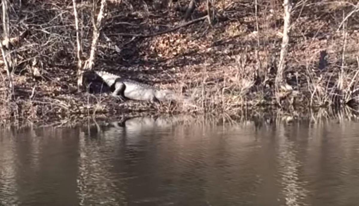 Hillabee Reservoir gator killed Anniston