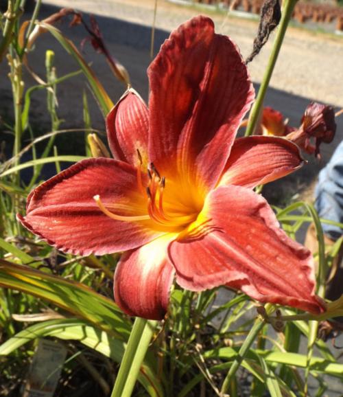 Day Lily