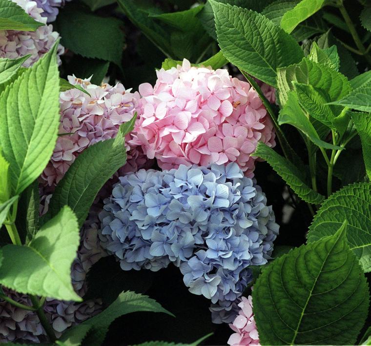 Tough plants Alabama expert to speak on best bets for