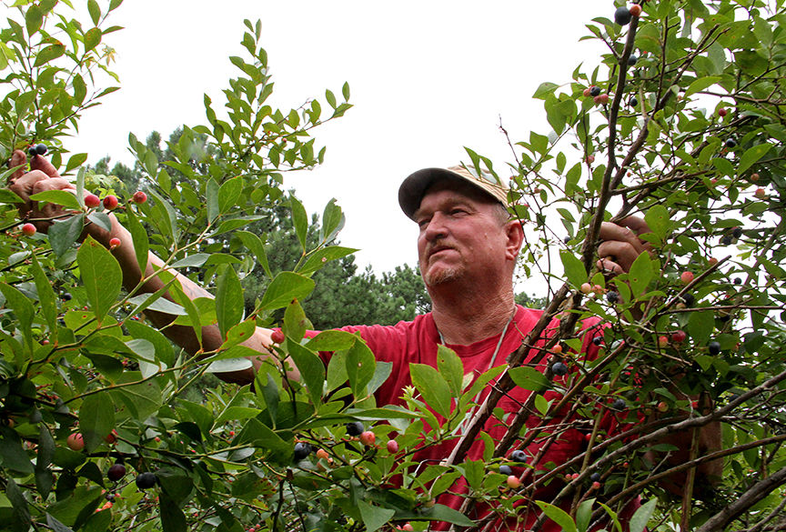 Pickin' for a cause at Jerry's Berries 2