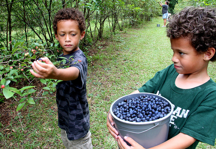 Pickin' for a cause at Jerry's Berries 3