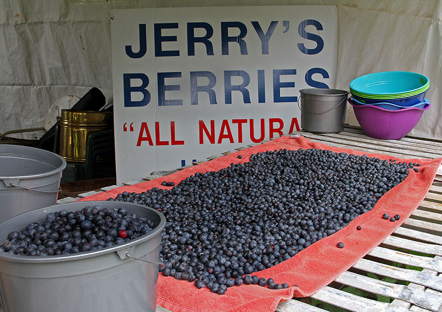 Pickin' for a cause at Jerry's Berries 9