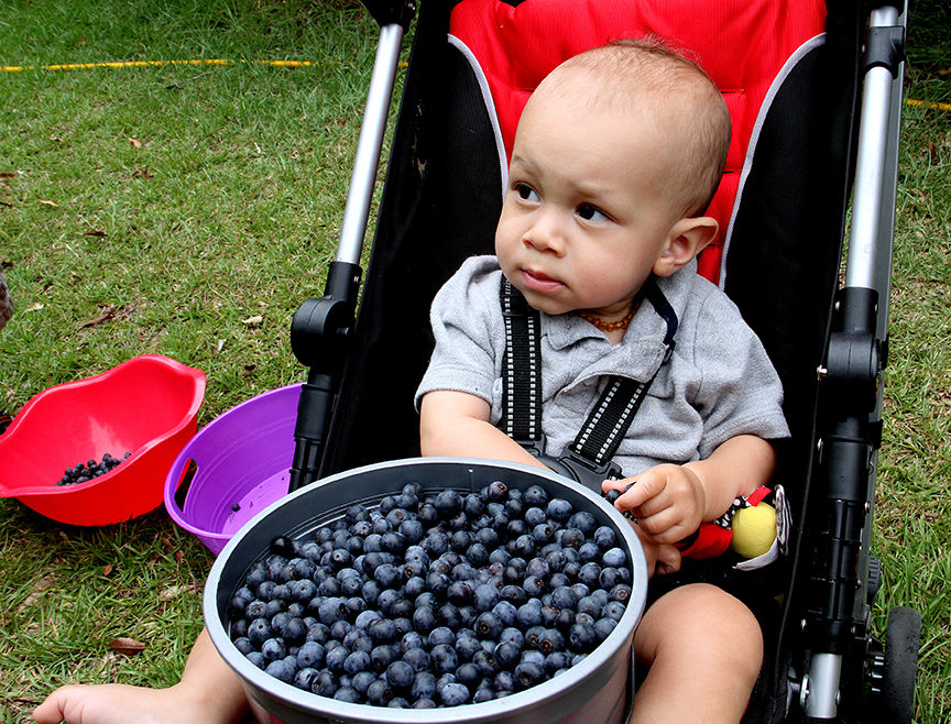 Pickin' for a cause at Jerry's Berries 10
