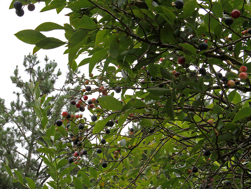 Pickin' for a cause at Jerry's Berries 11