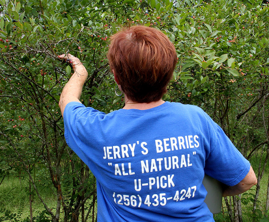 Pickin' for a cause at Jerry's Berries 12