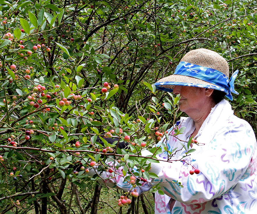 Pickin' for a cause at Jerry's Berries 13