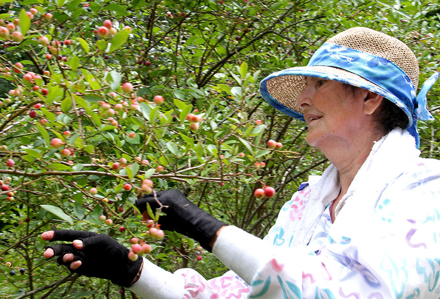 Pickin' for a cause at Jerry's Berries 14