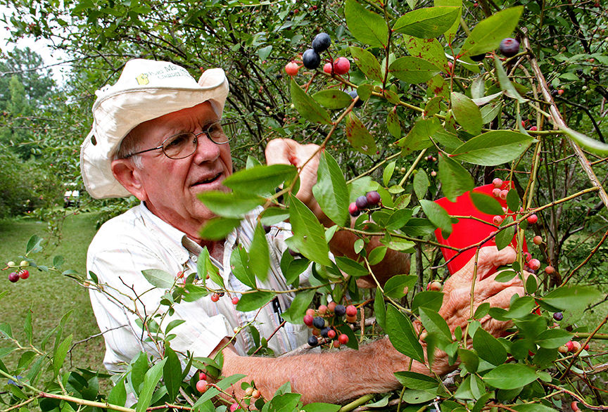 Pickin' for a cause at Jerry's Berries 15
