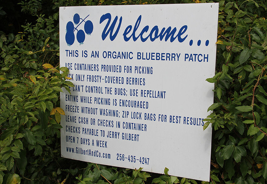 Pickin' for a cause at Jerry's Berries 18