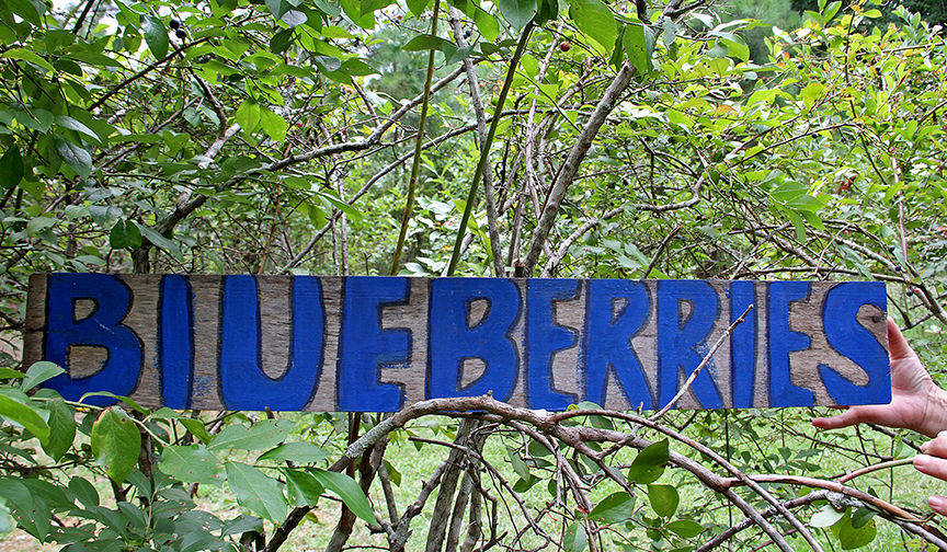 Pickin' for a cause at Jerry's Berries 19