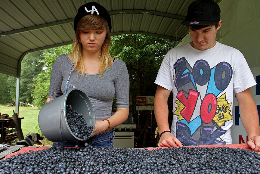 Pickin' for a cause at Jerry's Berries 21