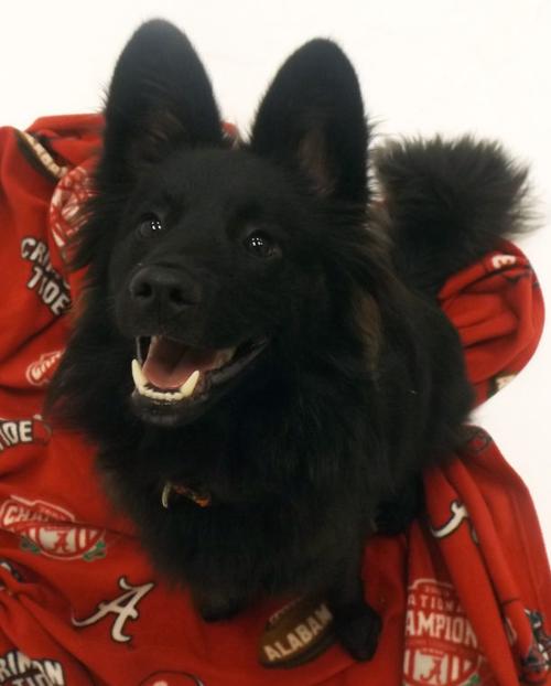 Dog Dish Pet of the Month