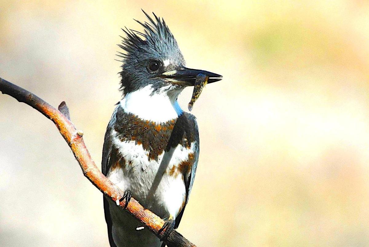 Natural Connections In their world, kingfishers reign Free