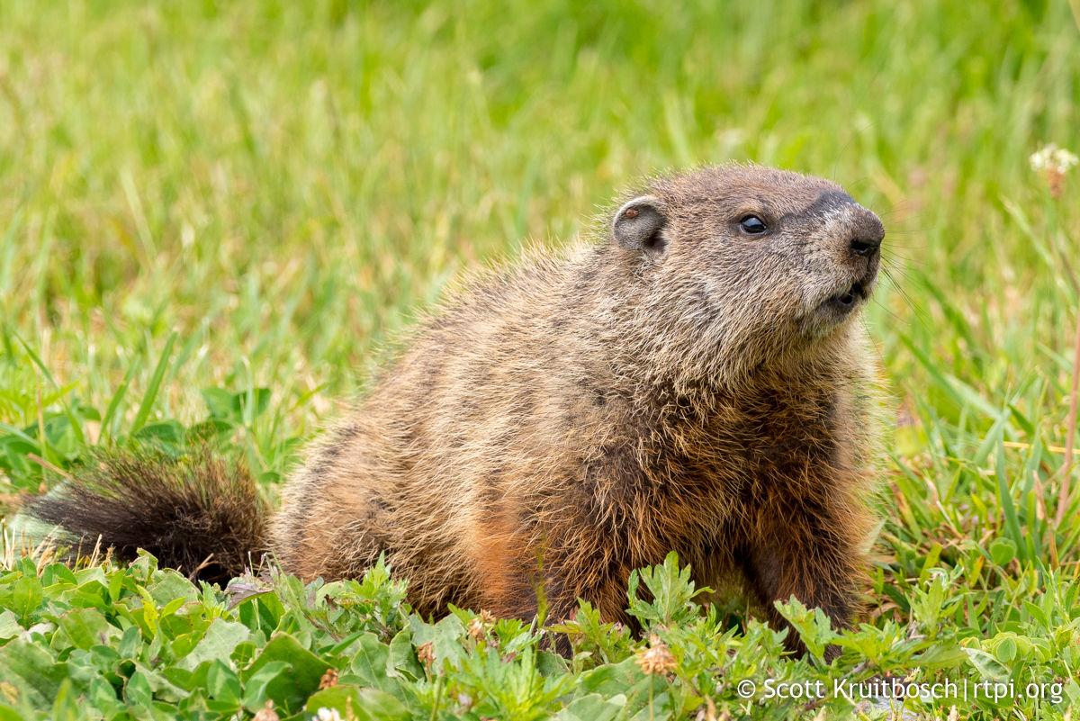 looking back: a word about groundhogs on groundhog day