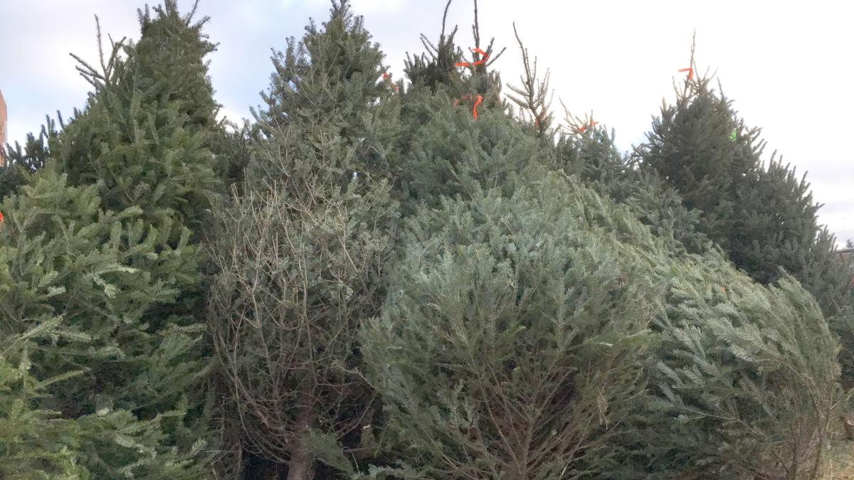 christmas tree production requires planning patience christmas tree production requires planning patience