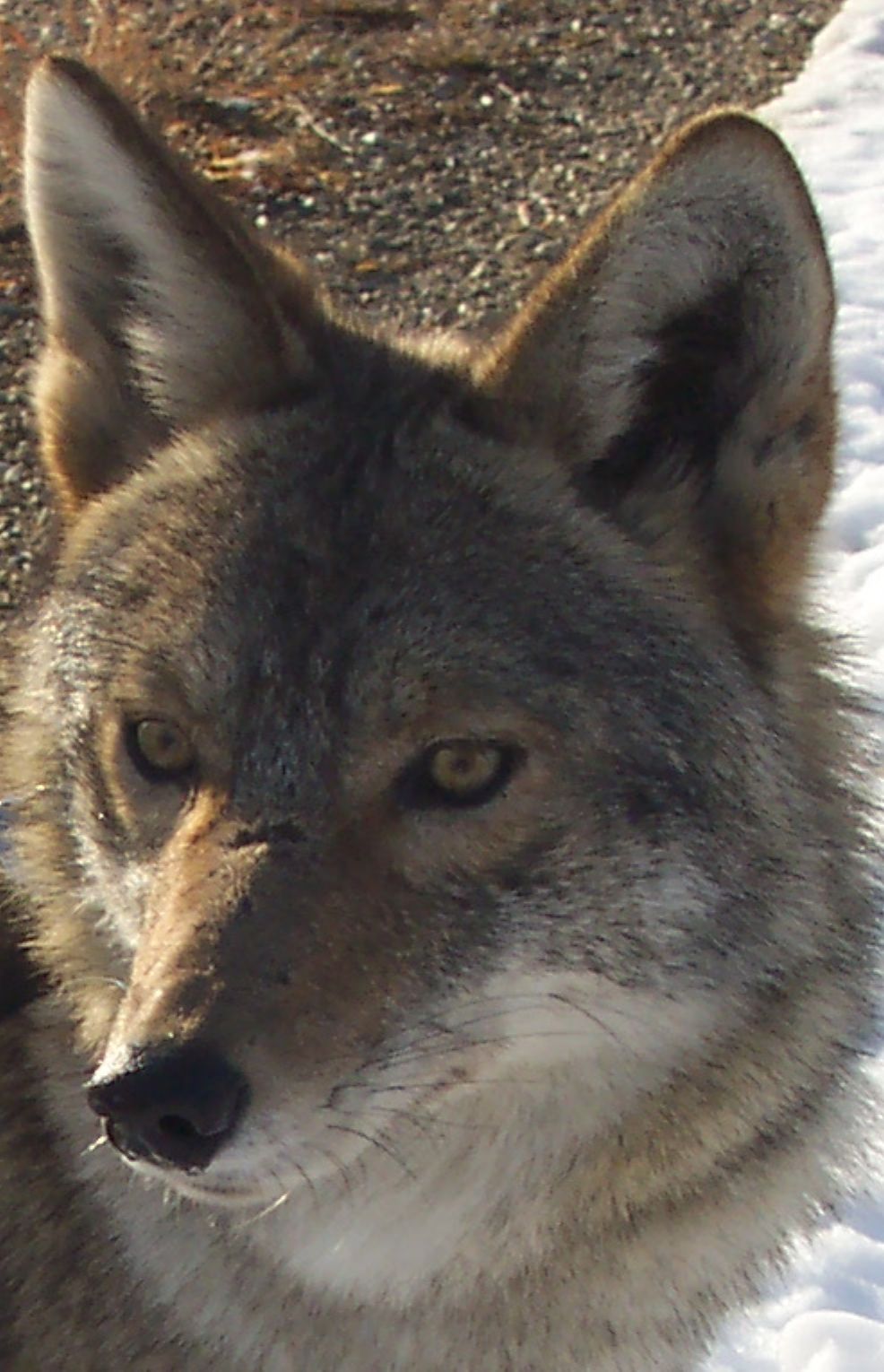 Coyote closeup2