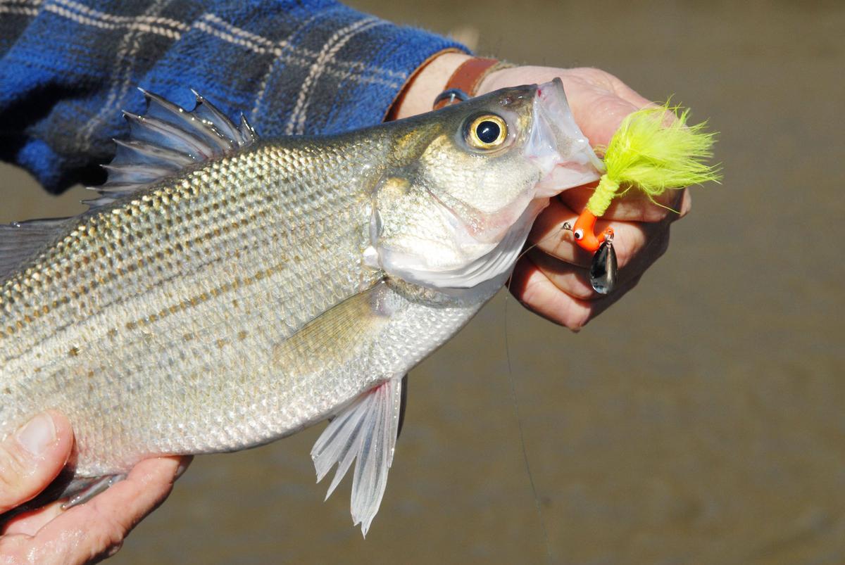 White bass run gearing up on rivers across East Texas Sports