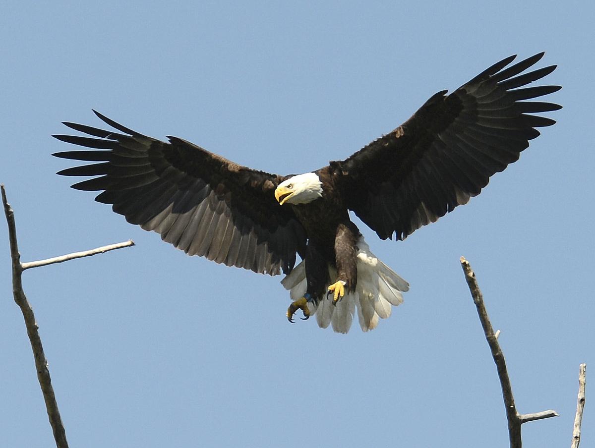 'The eagle has landed': Montezuma refuge celebrates 40-year