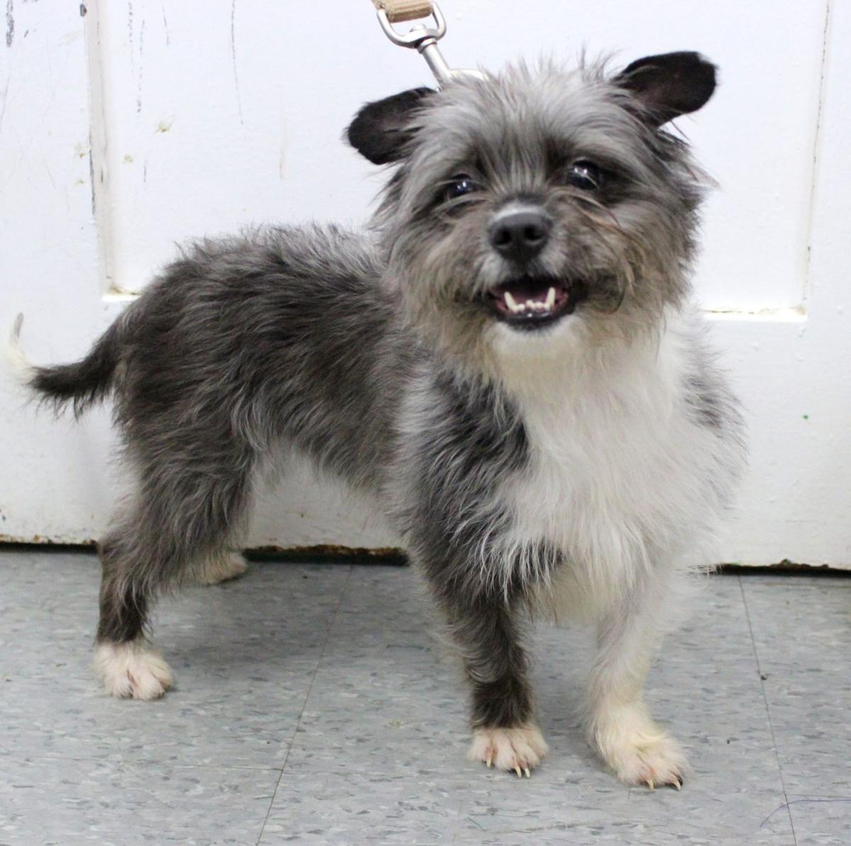 spca shih tzu finger lakes spca shih tzu mix libby would like to be a supermodel lake spca shih tzu finger lakes spca shih tzu mix libby would like to be a supermodel lake
