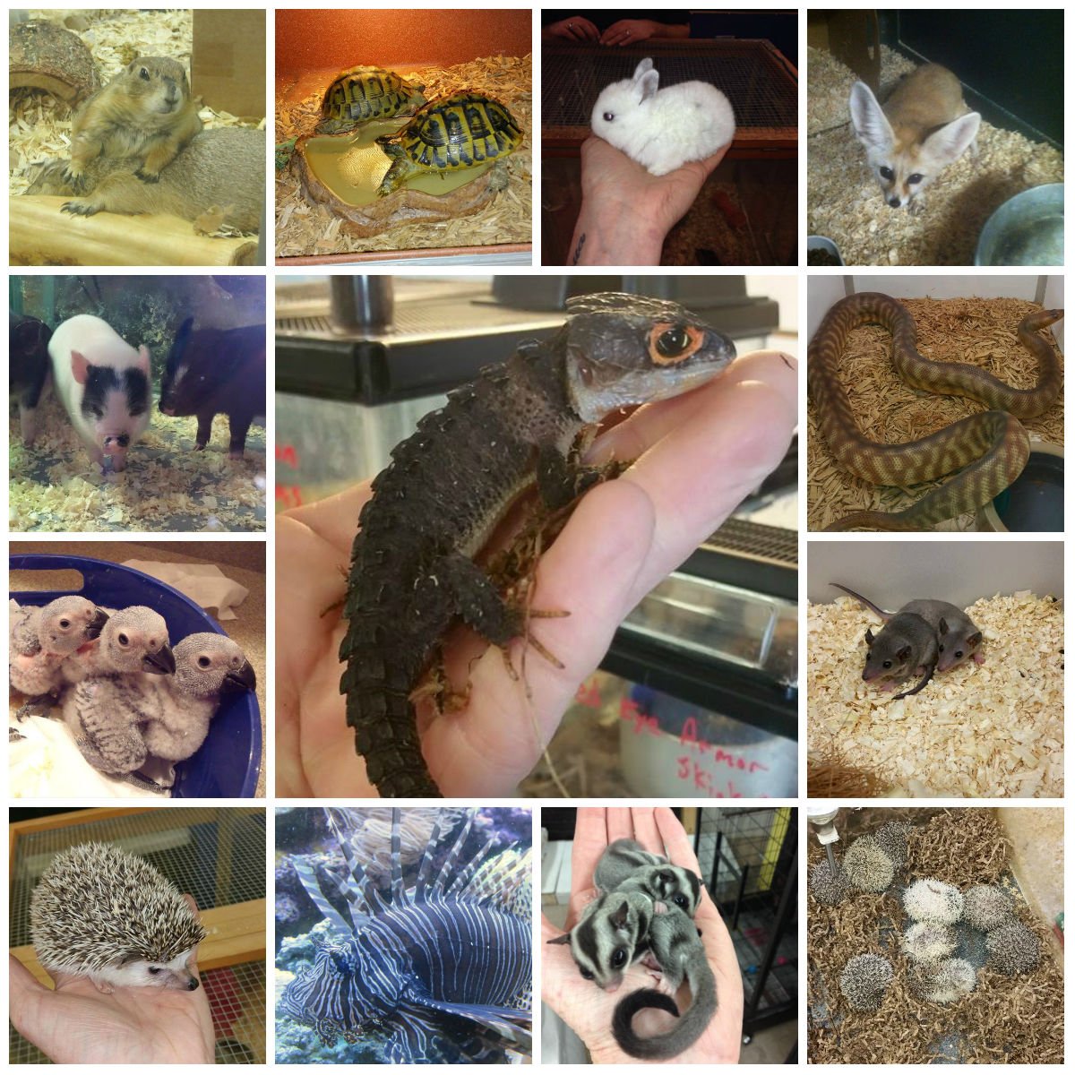 pet shops with reptiles near me