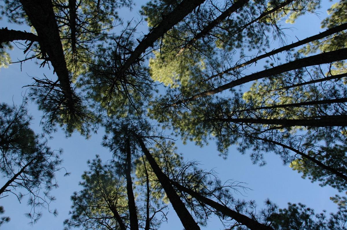 Images Flagstaff's Iconic 50