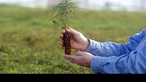 Go west, young pine: US forests shifting with climate change