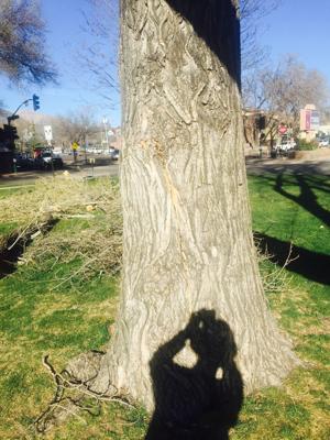 Hazardous tree removed from Wheeler Park