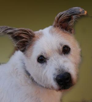 Pet of the week: Harry Potter