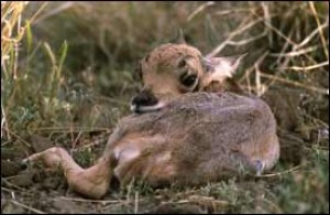 Pronghorn antelope fawn