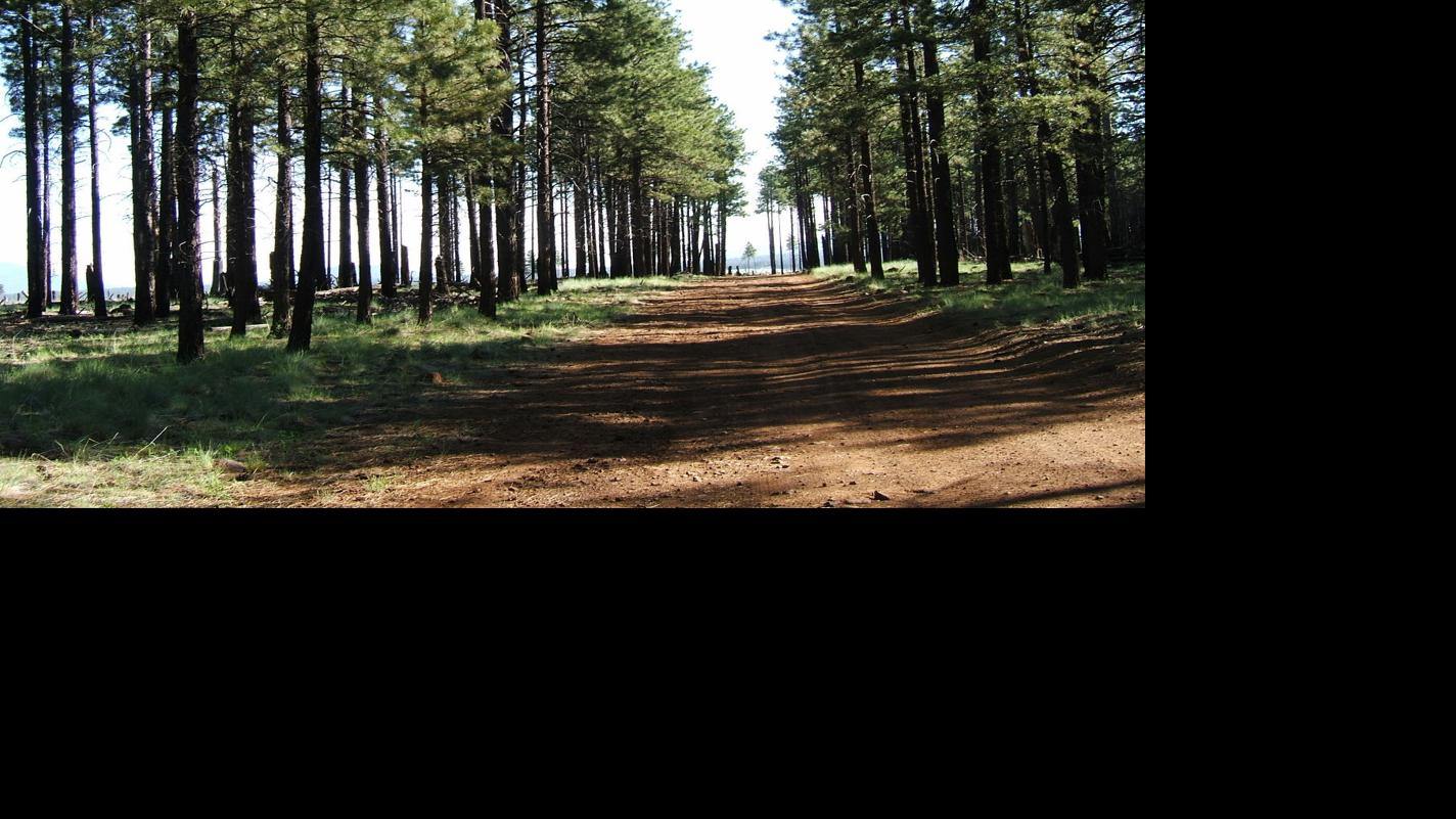 Most forest roads around Flagstaff open for the season