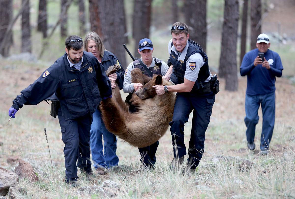 Bear tranquilized in west Flagstaff, later euthanized Local